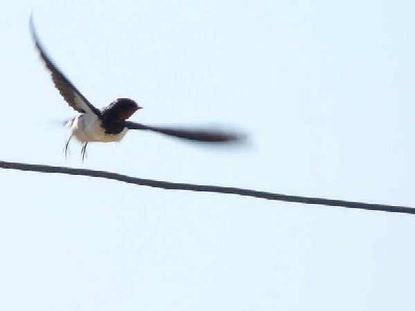 Polyethylene Pet: Periphery (3-CD set)