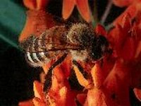 Polyethylene Pet/+1: 1000 Satellites